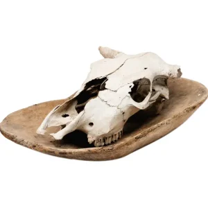 Cabeza de vaca